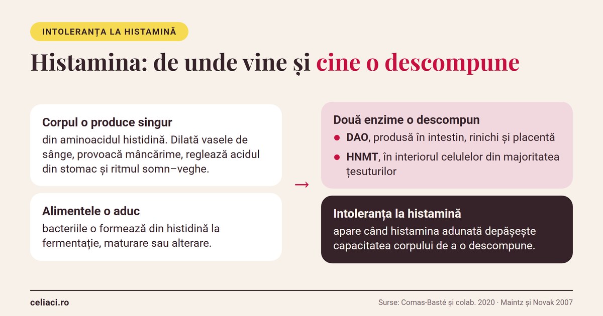Schemă: histamina vine din corp și din alimente și este descompusă de enzimele DAO și HNMT
